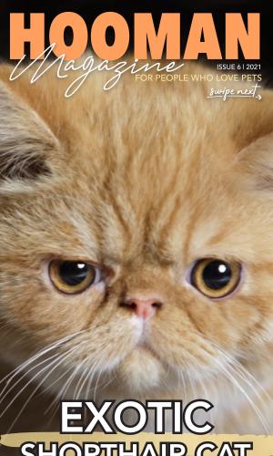 Thumbnail of Hooman Magazine Issue 6