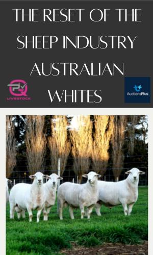 Thumbnail of Aussie White A+