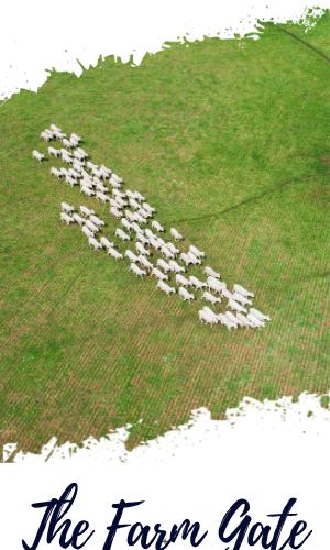 Thumbnail of Farm Gate 3/2/23