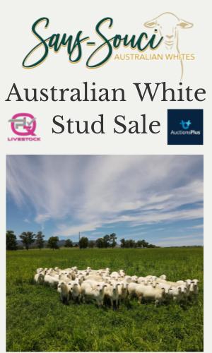 Thumbnail of San Souci A/White Sale