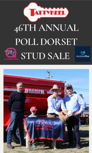 Thumbnail of Tattykeel Poll Dorset Stud Sale